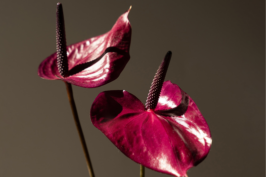 Monochromatický minimalismus ve floristice - Pavera workshopy
